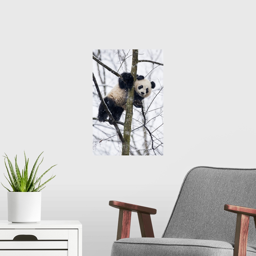 A modern room featuring China, Chengdu Panda Base. Baby giant panda in tree.