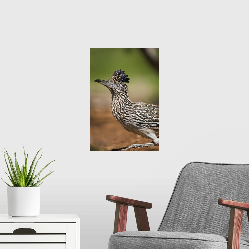 A modern room featuring Texas, Rio Grande Valley, close-up of adult greater roadrunner bird.
