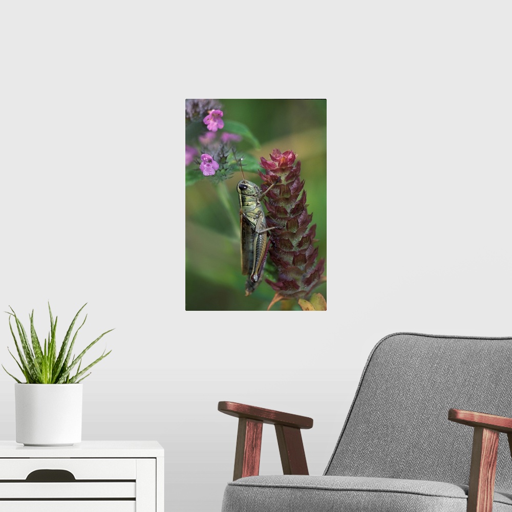 A modern room featuring Pennsylvania, Close-up of grasshopper on plant.