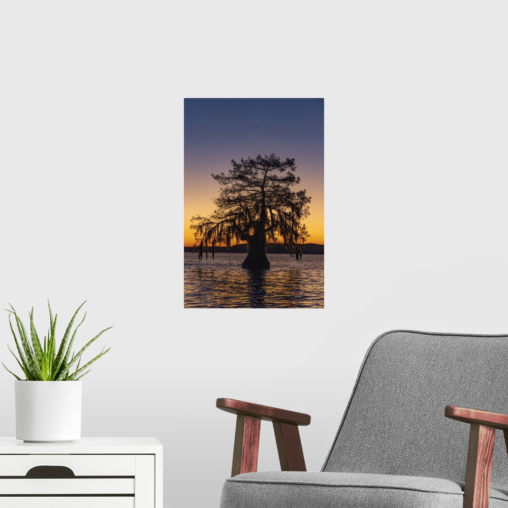 A modern room featuring Cypress trees silhouetted at sunrise in autumn at Lake Dauterive near Loreauville, Louisiana, USA.