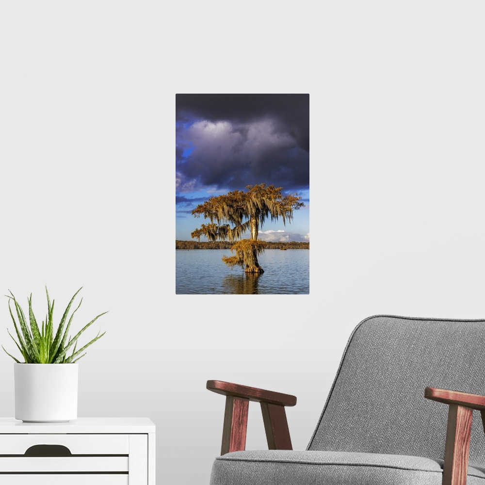 A modern room featuring Cypress trees in autumn at Lake Martin near Lafayette, Louisiana, USA.