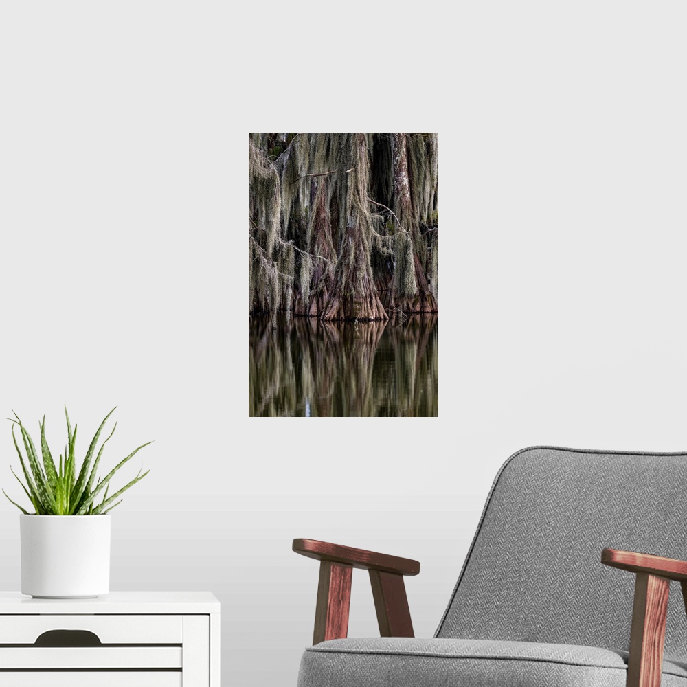 A modern room featuring Cypress trees reflect at Lake Martin near Lafayette, Louisiana, USA.