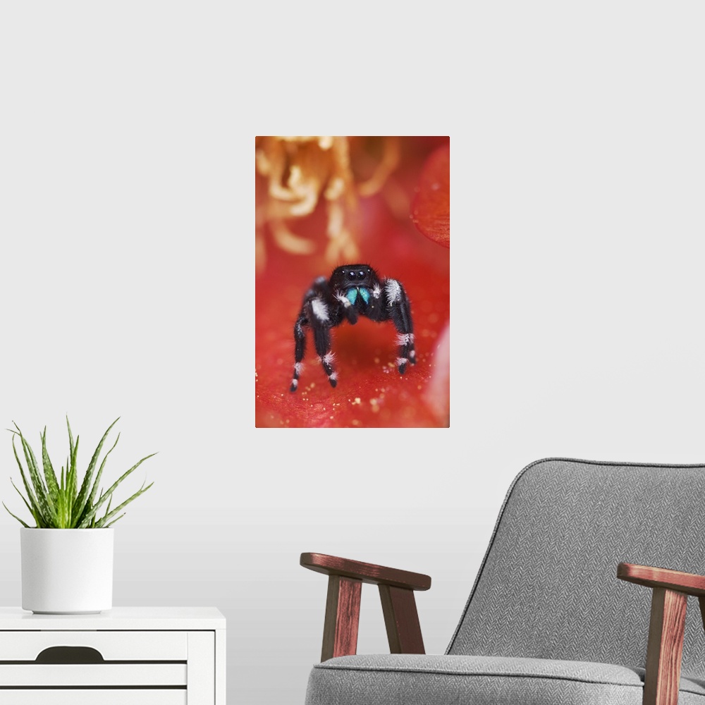 A modern room featuring Daring Jumping Spider, Phidippus audax, adult  in Texas Prickly Pear Cactus (Opuntia lindheimeri)...