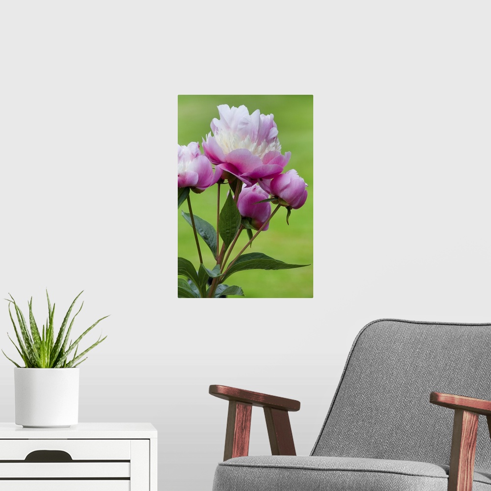 A modern room featuring Detail of peony flowers.