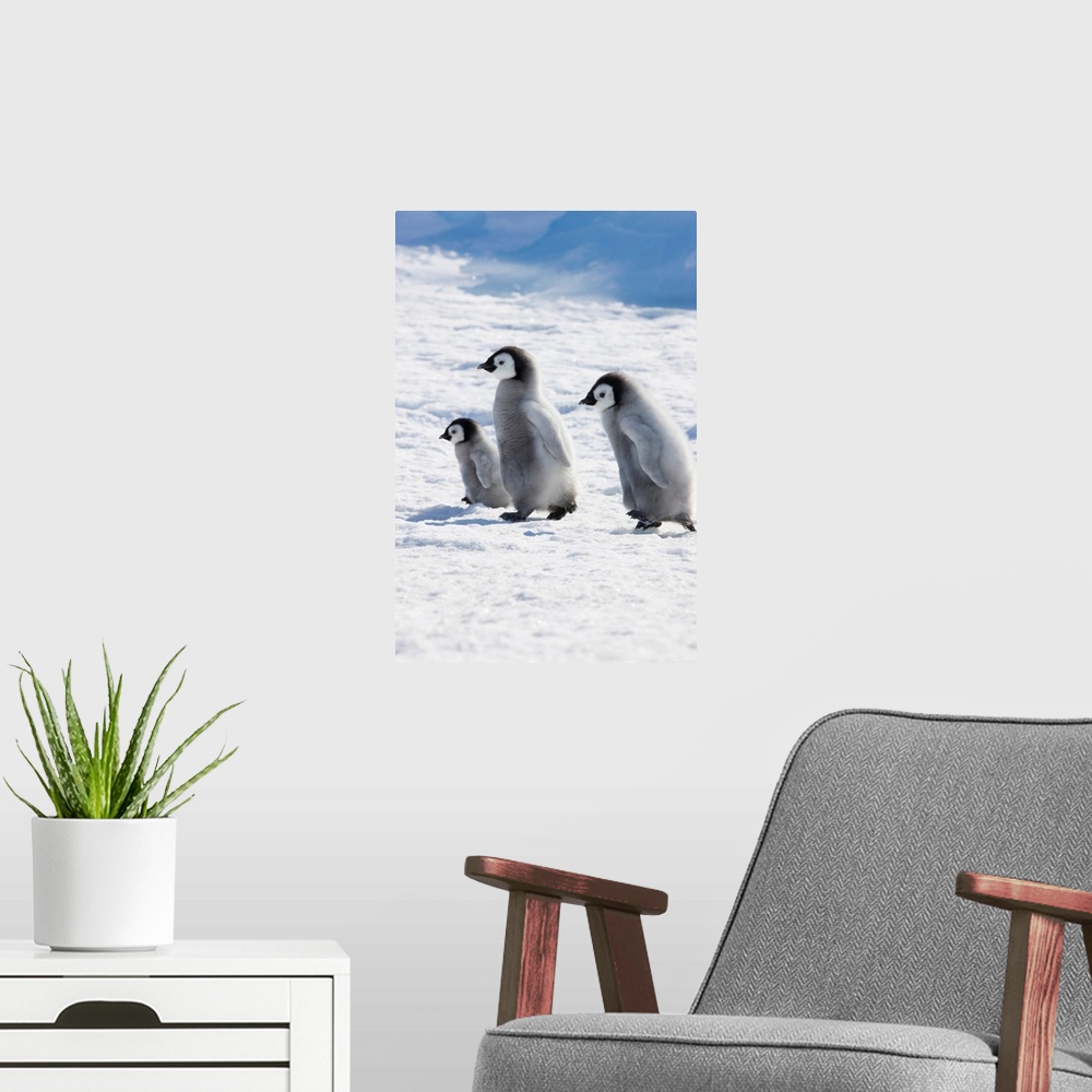 A modern room featuring Emperor Penguin (Aptenodytes forsteri) chicks on ice, Snow Hill Island, Antarctica.