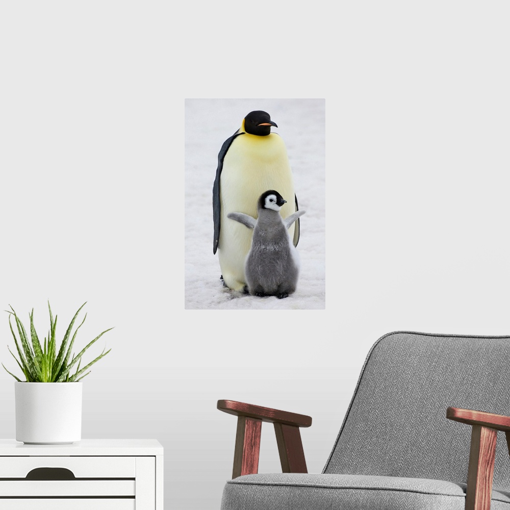 A modern room featuring Emperor Penguin (Aptenodytes forsteri) parent with chick on ice, Snow Hill Island, Antarctica.