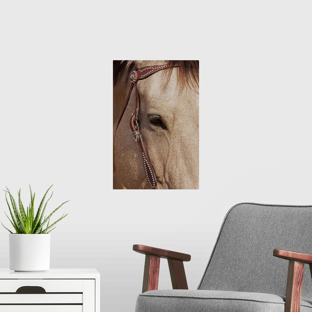 A modern room featuring Face of a Quarter Horse in the Big Horn Mountain of Shell, Wyoming.