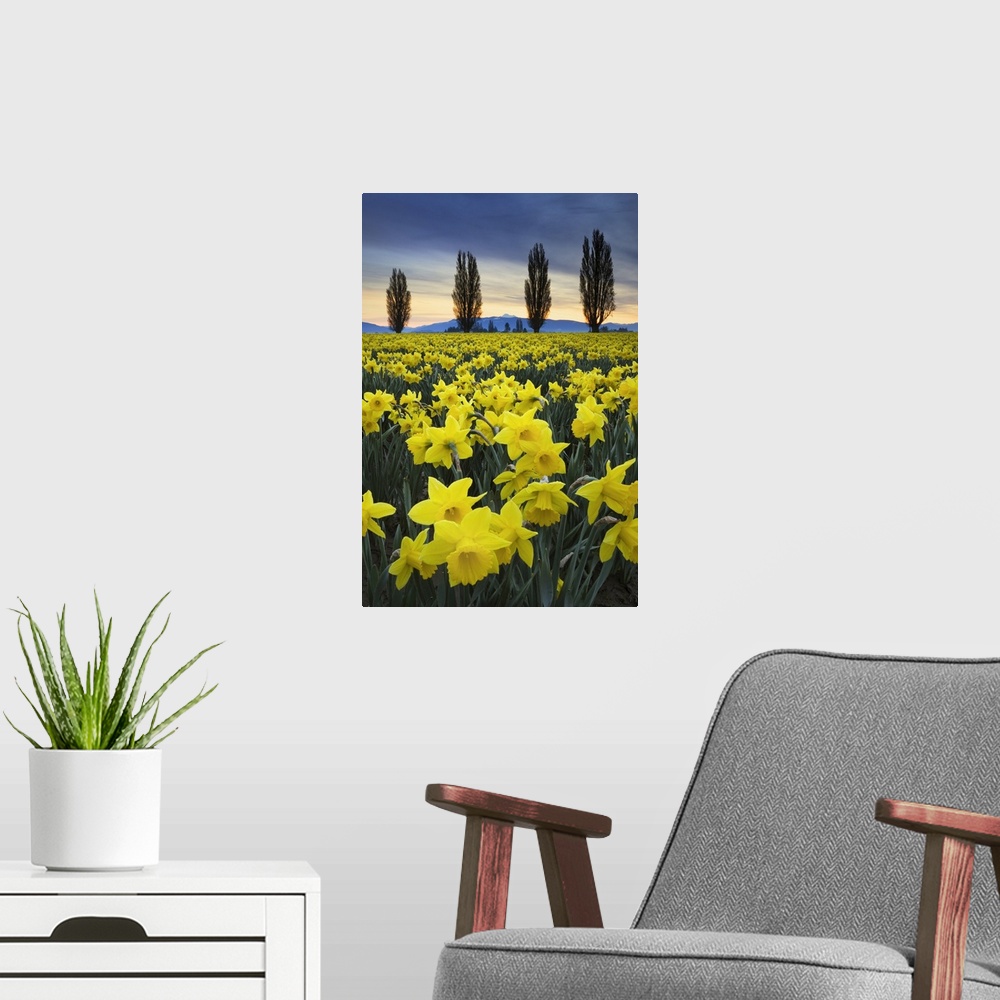 A modern room featuring Fields of yellow daffodils in late March, Skagit Valley, Washington State