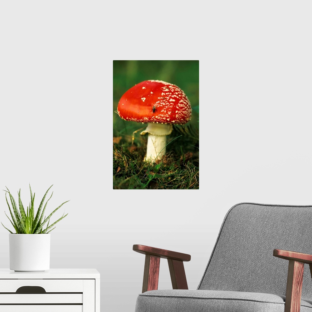 A modern room featuring UK. Fly Agaric (Amanita muscaria) mushroom with Fly.