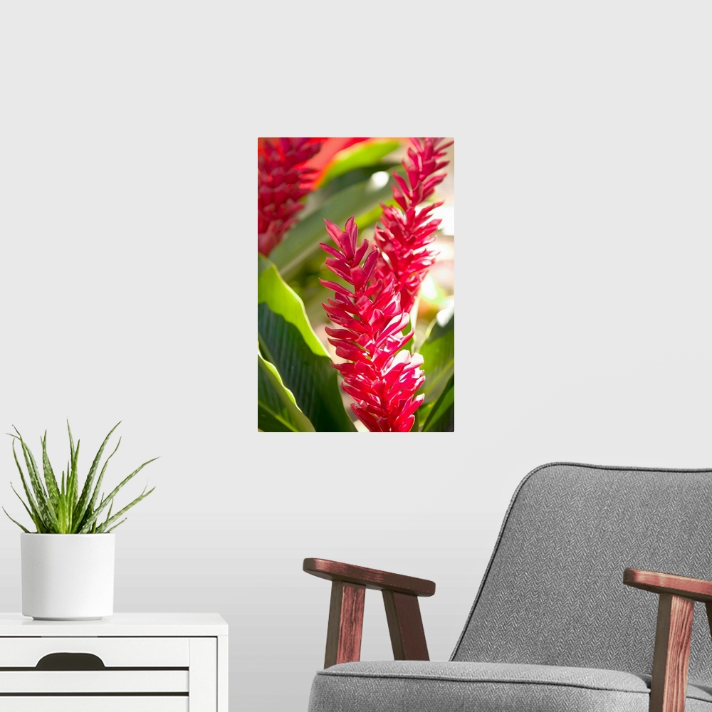 A modern room featuring FRENCH WEST INDIES (FWI)-Guadaloupe-Grande-Terre-POINTE -A-PITRE:.Flower Market- Red Ginger (Alpi...