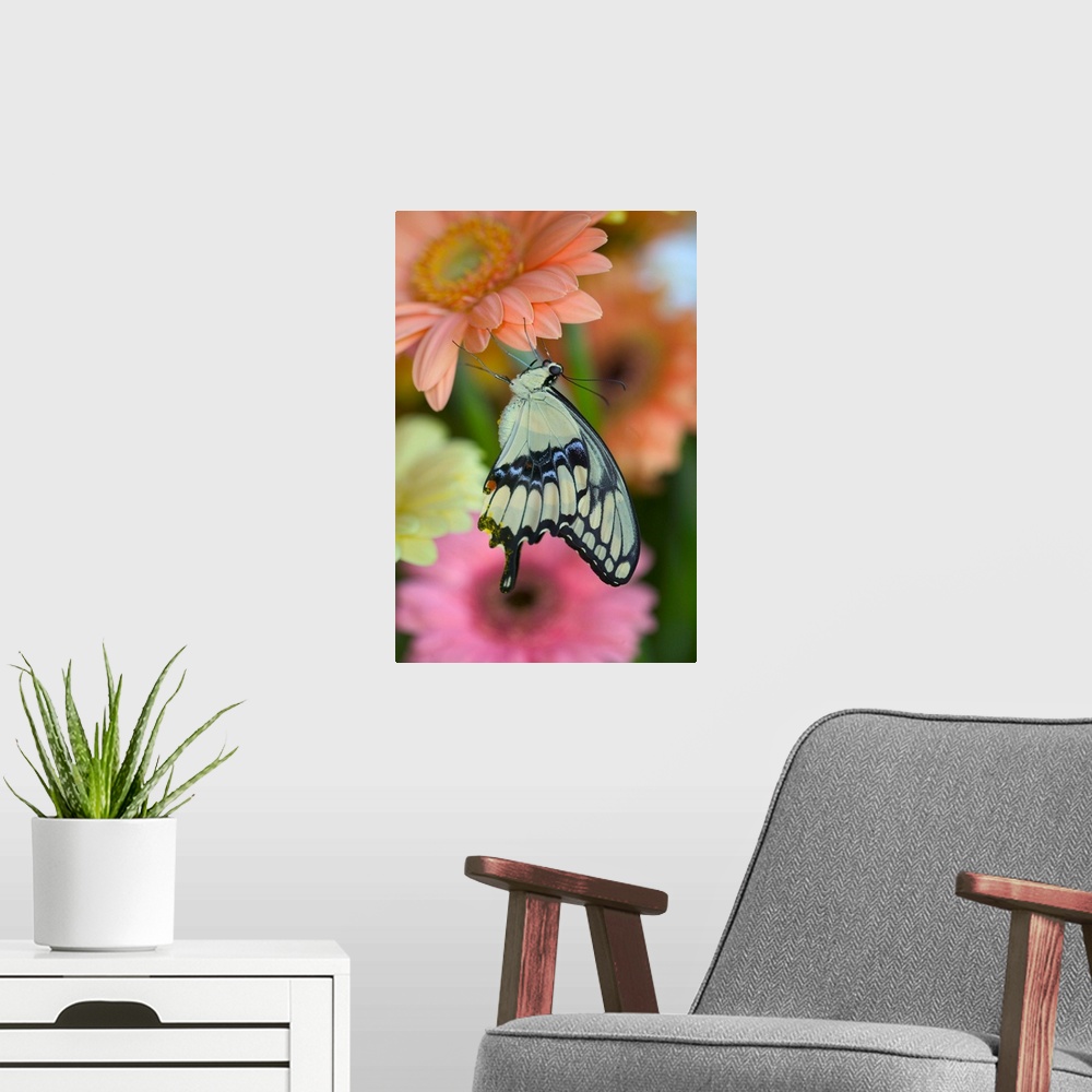 A modern room featuring Giant Swallowtail Butterfly.