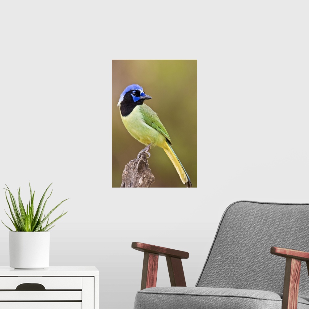 A modern room featuring Green Jay (Cyanocorax yncas) adult perched in South Texas thorn brushlands, USA.