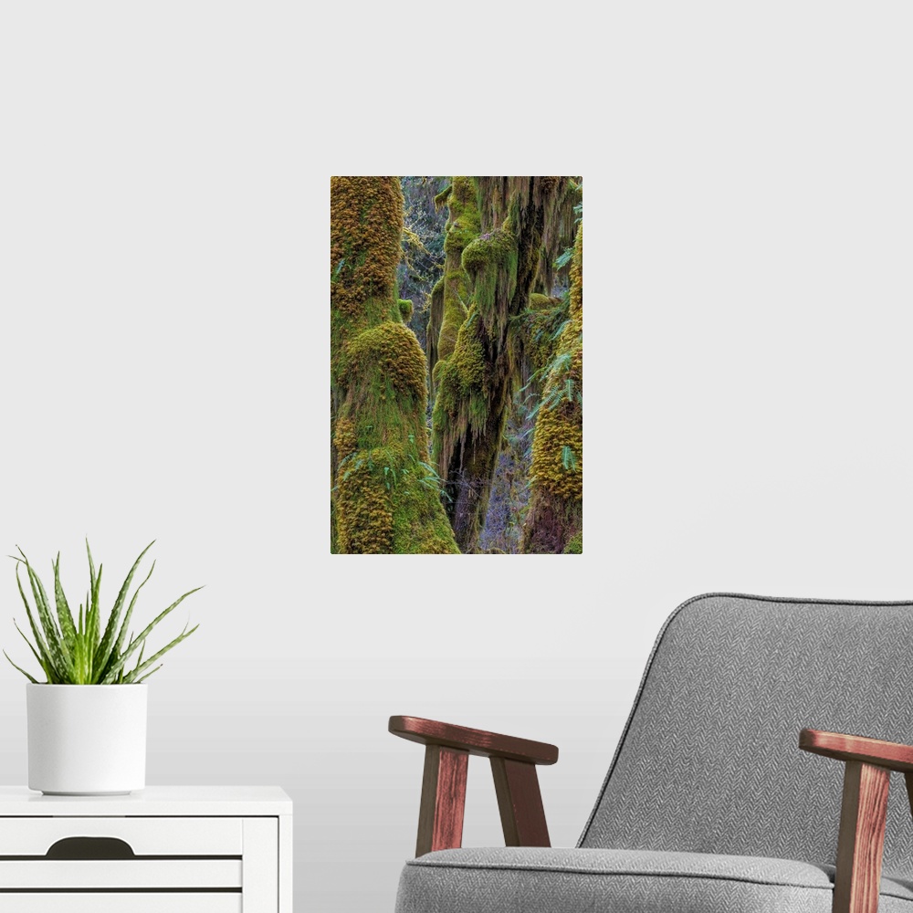 A modern room featuring Hall of Mosses in the Hoh Rainforest of Olympic National Park, Washington State, USA