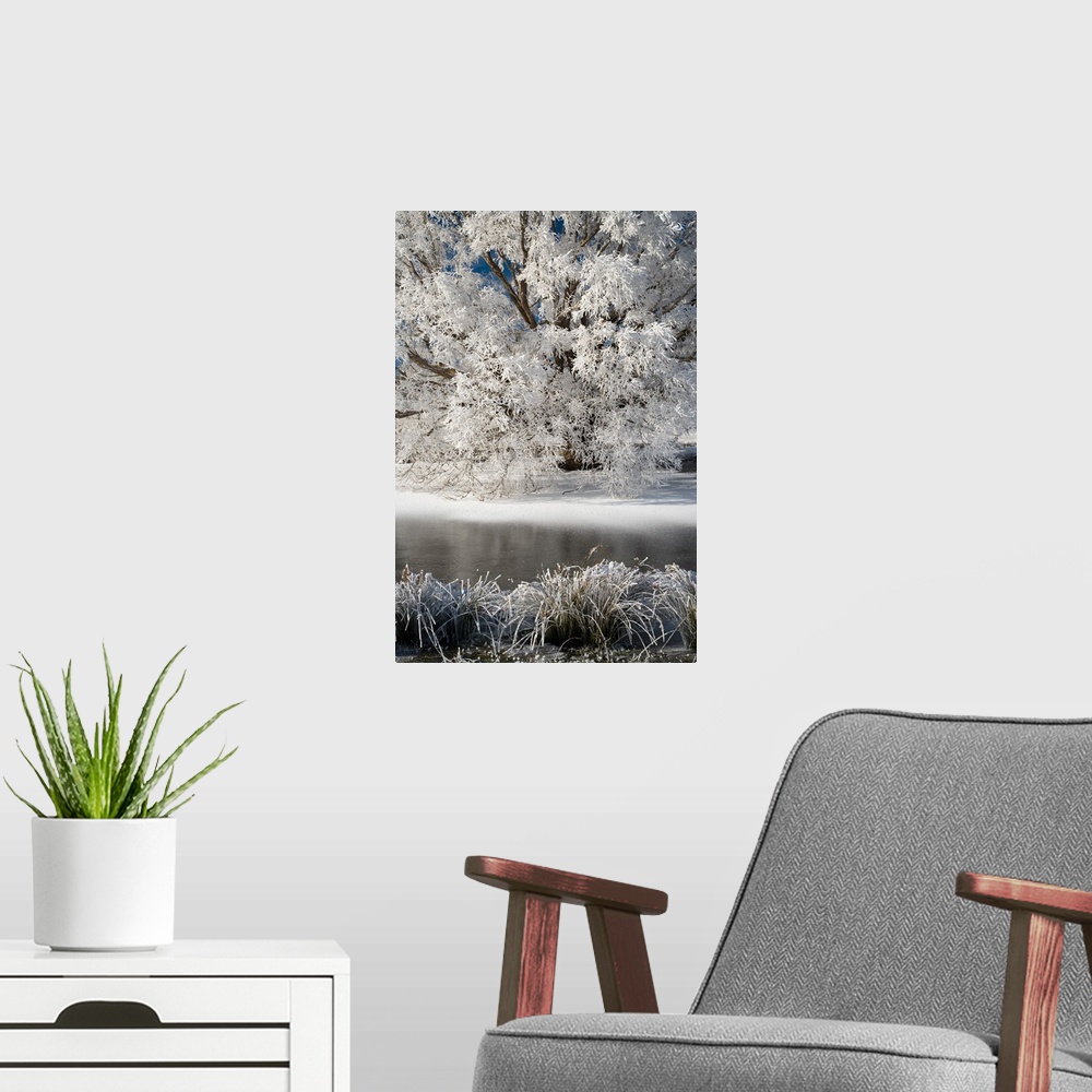 A modern room featuring Hoar Frost on Willow Tree, near Omakau, Central Otago, South Island, New Zealand