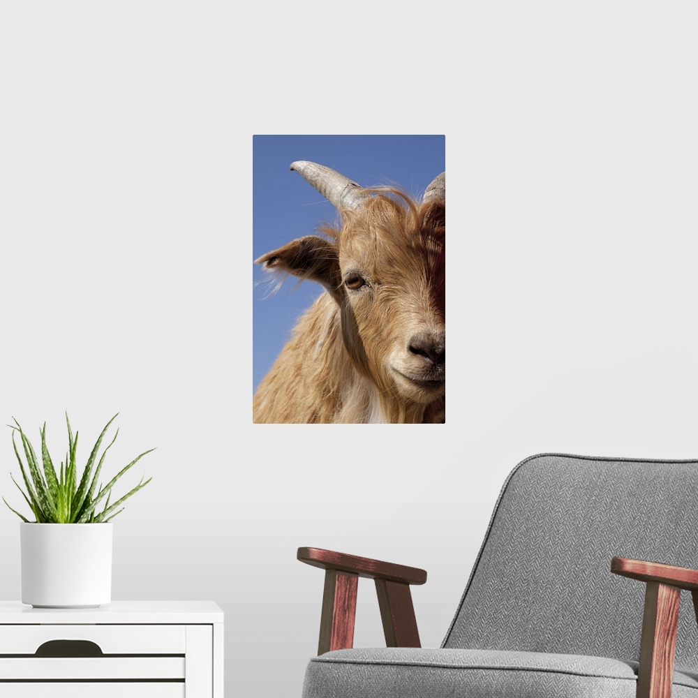 A modern room featuring Inner Mongolian Cashmere goat, Western Mongolia.