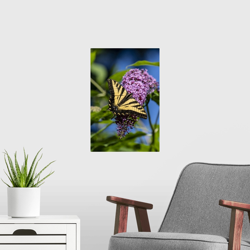 A modern room featuring Issaquah, Washington State, USA. Western Tiger Swallowtail butterfly pollinating a Butterfly Bush...