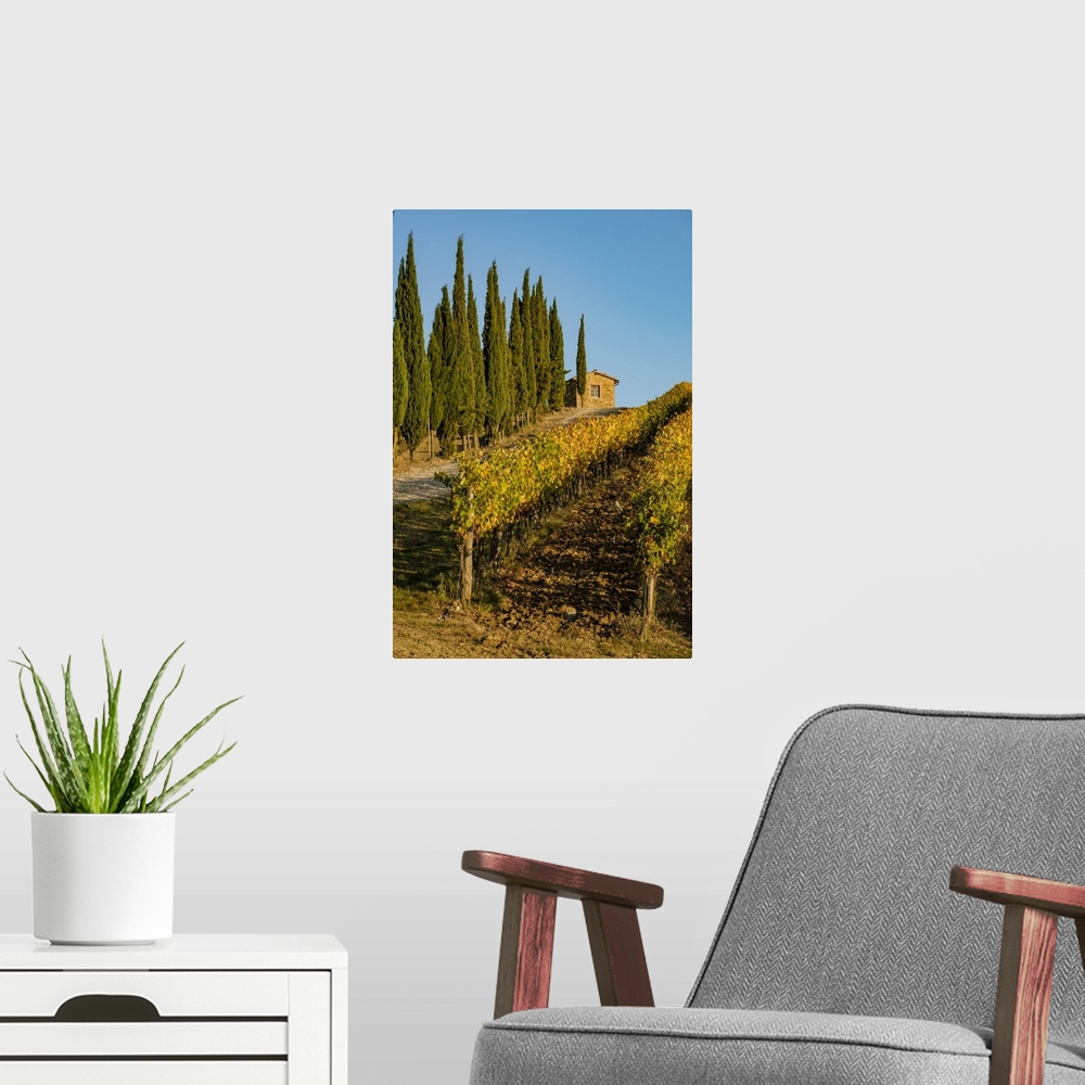 A modern room featuring Italy, Tuscany. Vineyard, Pine trees