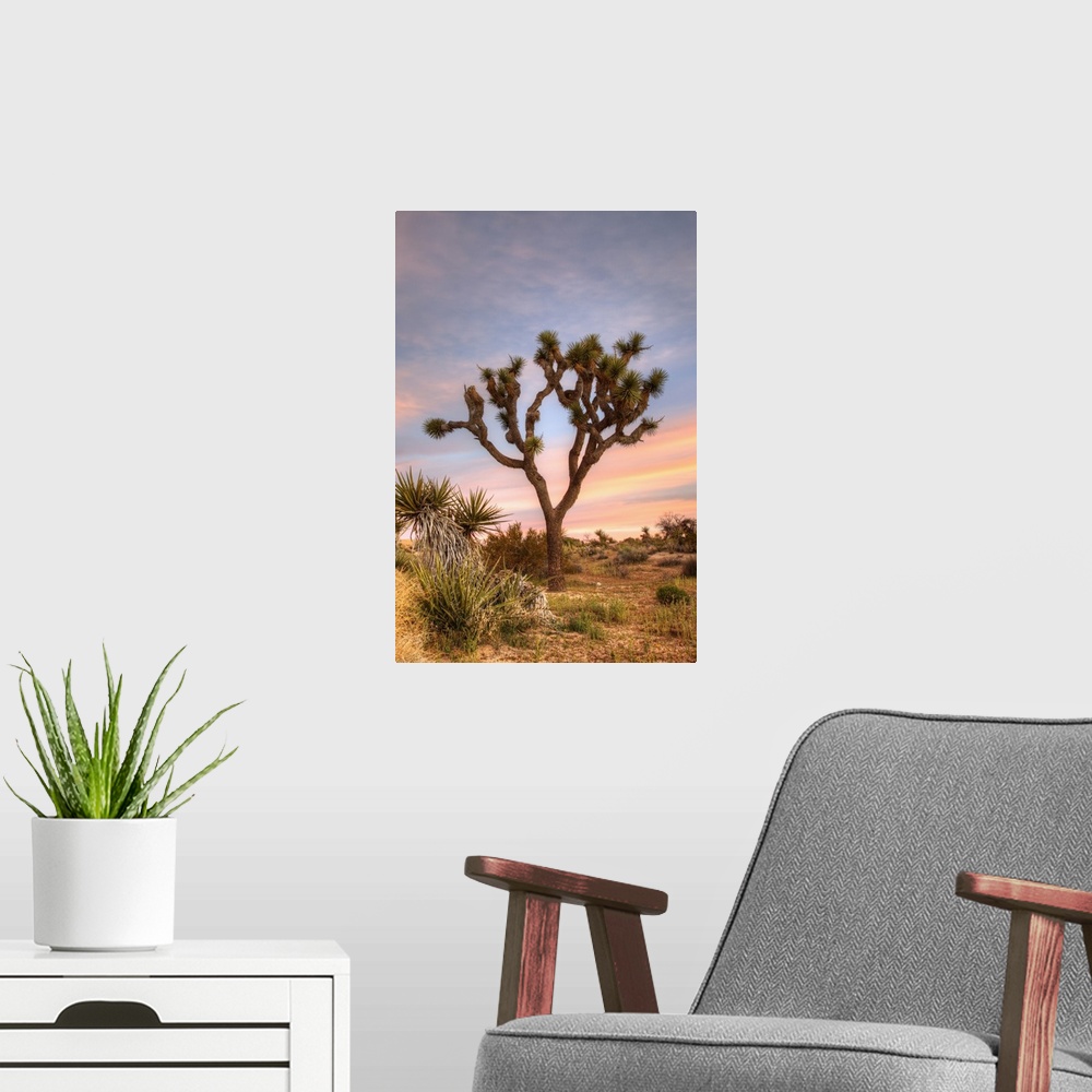 A modern room featuring Joshua Tree National Park, Joshua tree at sunrise.