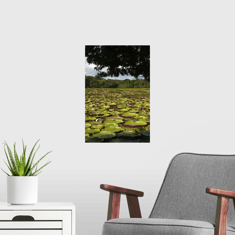 A modern room featuring Giant Amazon Water Lily (Victoria amazonica), the largest lily. Permanent ponds in Savannah, Rupu...
