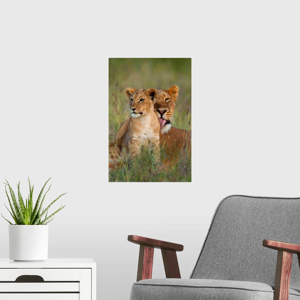 A modern room featuring Lioness licking cub clean at dusk, Ol Pejeta Conservancy, Kenya.