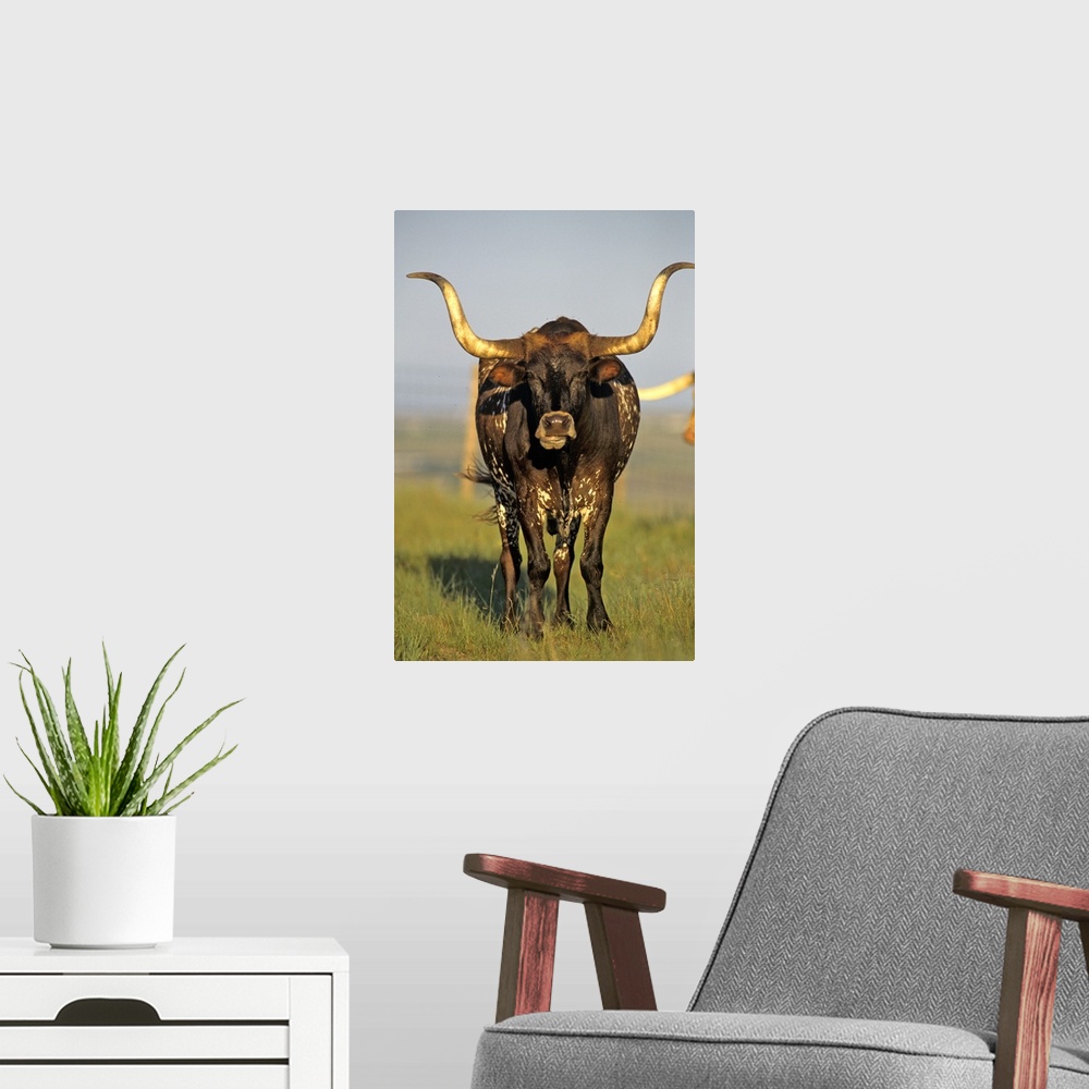 A modern room featuring Longhorn cattle in Fort Niobrara NWR near Valentine Nebraska