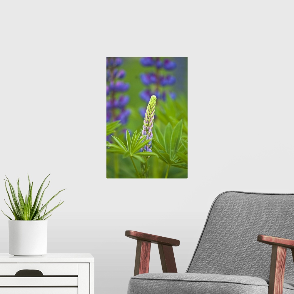 A modern room featuring USA, Maine, Acadia National Park. Close-up of lupine flower bud starting to bloom.
