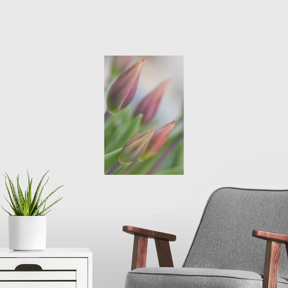 A modern room featuring USA, Maine, Harpswell. Tulip buds in a flower garden on a foggy day.