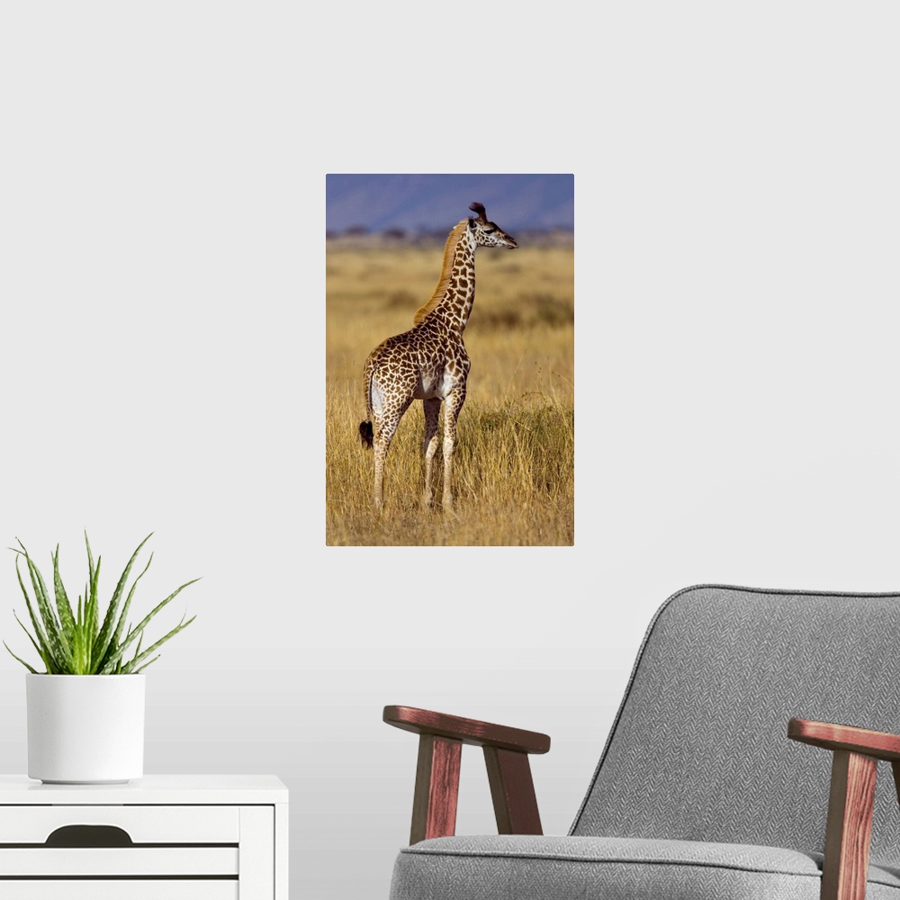 A modern room featuring Masai Giraffe (Giraffa camelopardalis tippelskirchi) on plain, Masai Mara National Reserve, Kenya.