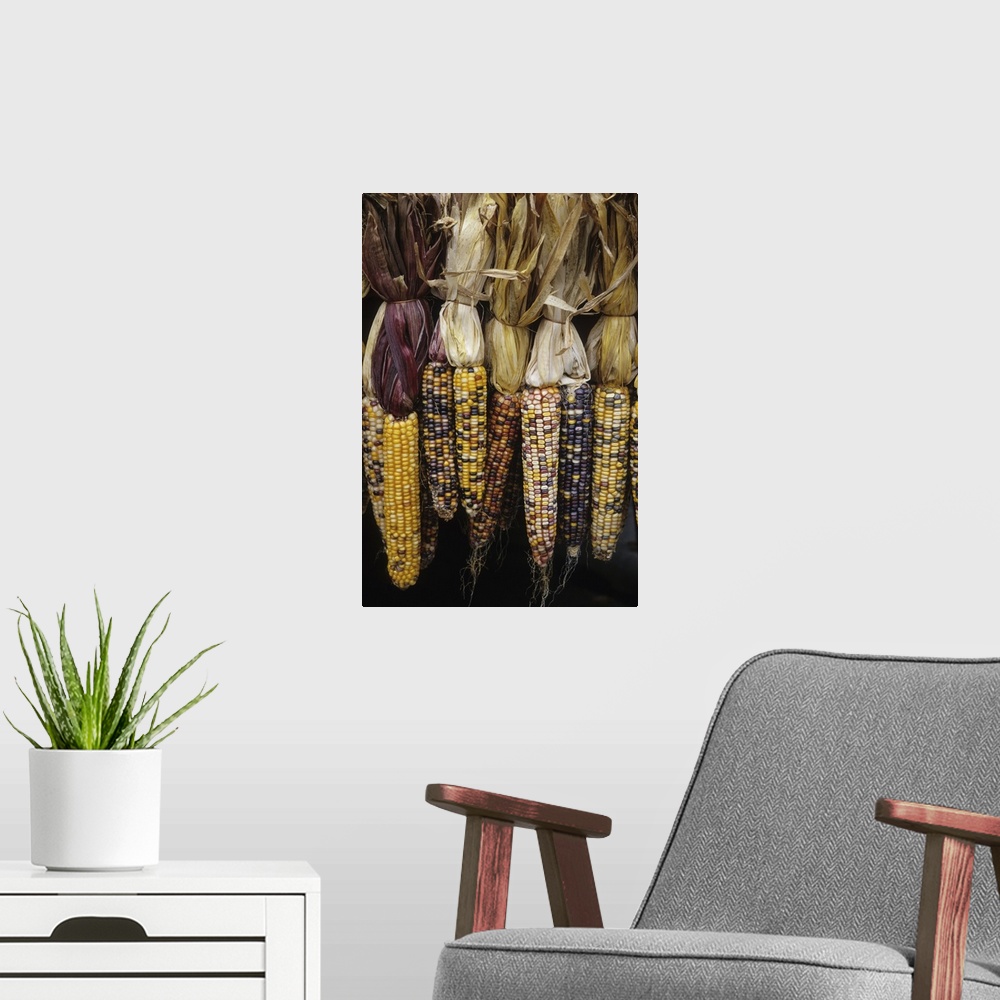 A modern room featuring North America, USA, Massachusetts, Acton. Indian corn on display