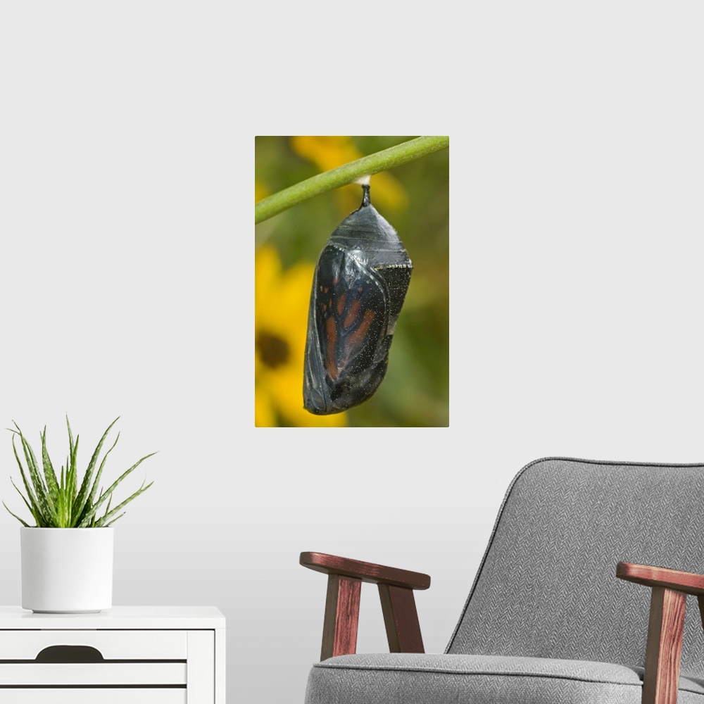 A modern room featuring Monarch butterfly chrysalis about to hatch, Hill County, Texas.