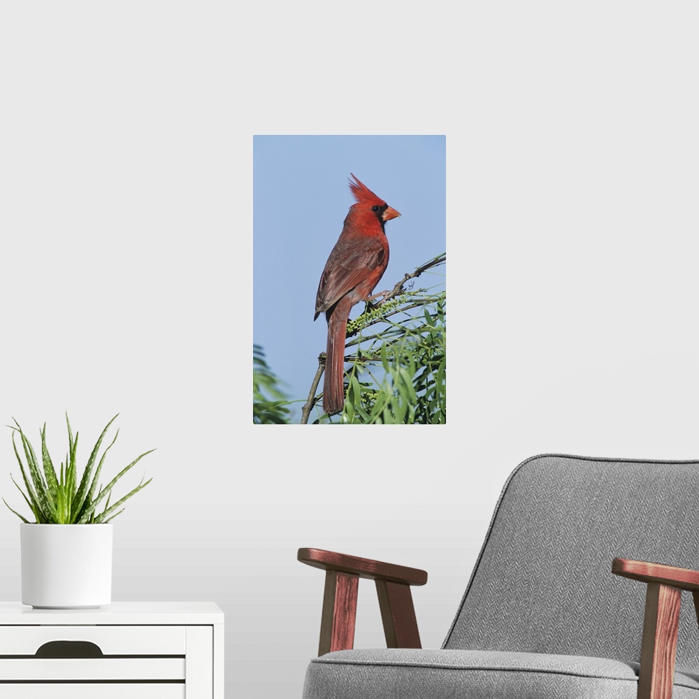 A modern room featuring Northern Cardinal, Cardinalis cardinalis,male, Welder Wildlife Refuge, Sinton, Texas, USA, April ...