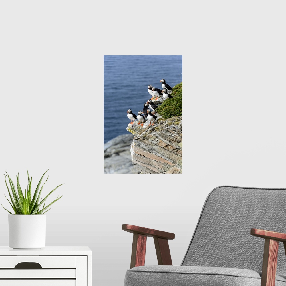 A modern room featuring Norway, Finnmark, Loppa. Atlantic Puffin at their nesting cliffs.