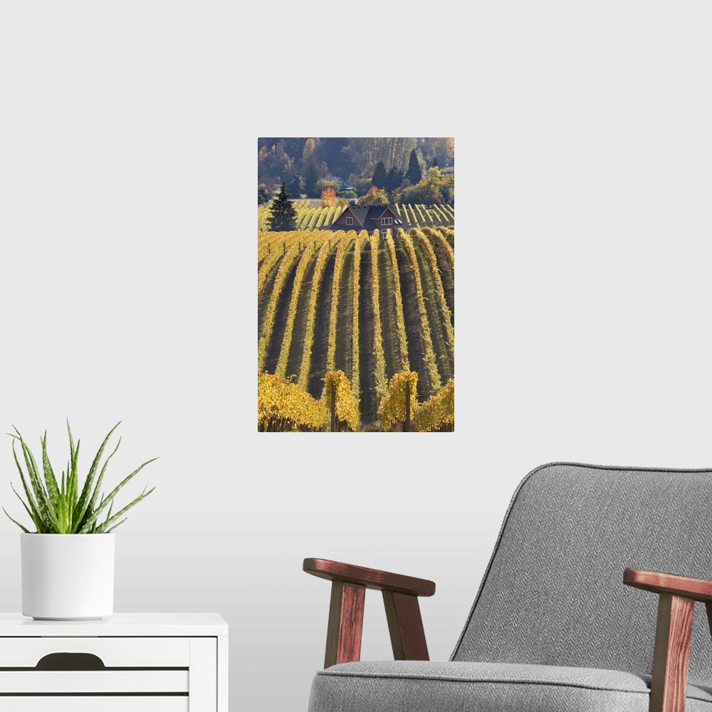 A modern room featuring USA, Oregon, Willamette River Valley. Vineyard patterns and buildings of Sokol Blosser Winery.