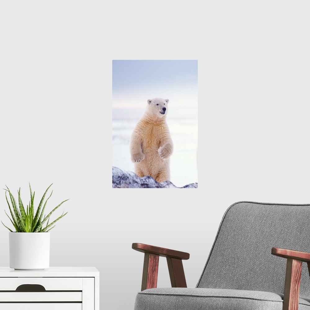 A modern room featuring Polar bear (Ursus maritimus), subadult standing on the pack ice of the frozen coastal plain, 1002...