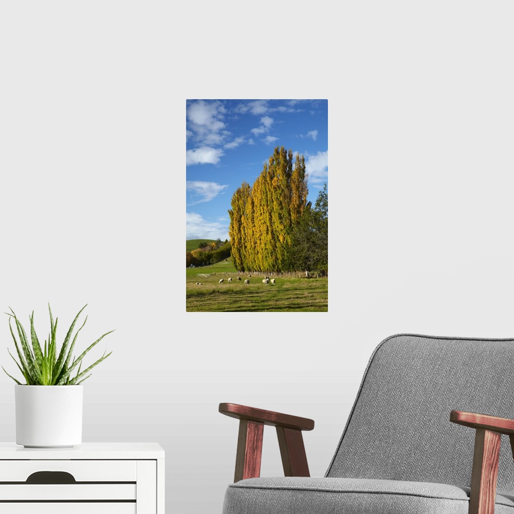 A modern room featuring Poplar trees and farmland in autumn, near Lovells Flat, South Otago, South Island, New Zealand.
