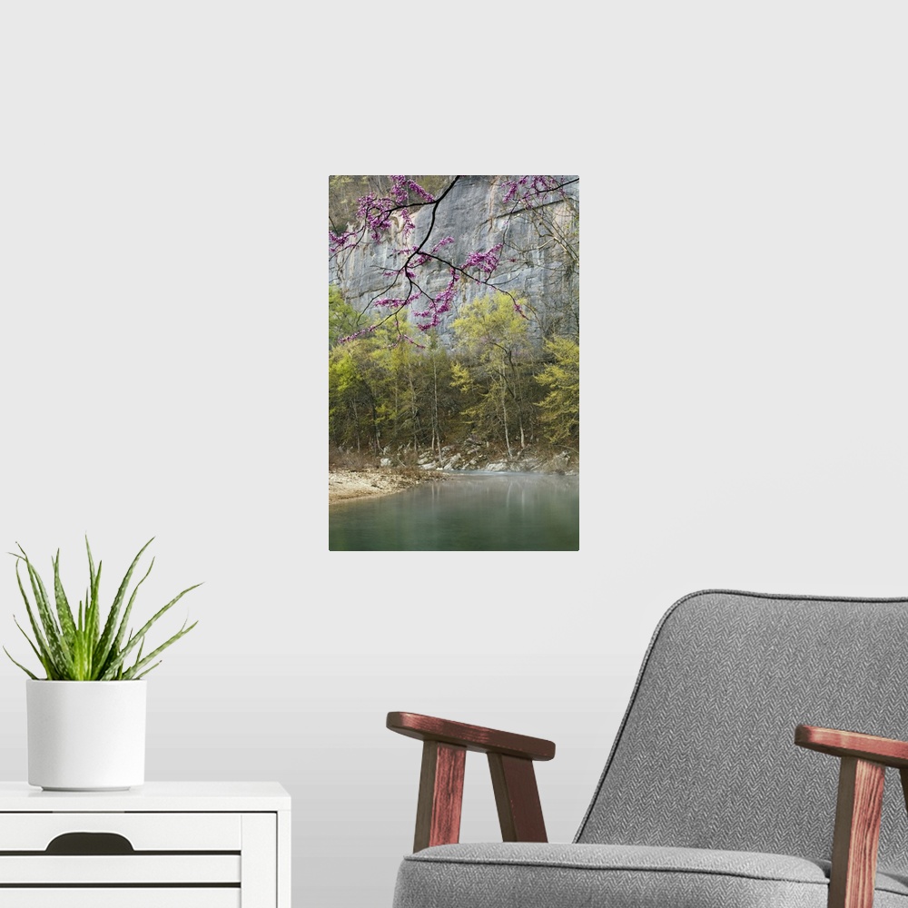 A modern room featuring Red Bud trees along the Buffalo River, Steel Creek launch, Old River Trail, Buffalo National Rive...
