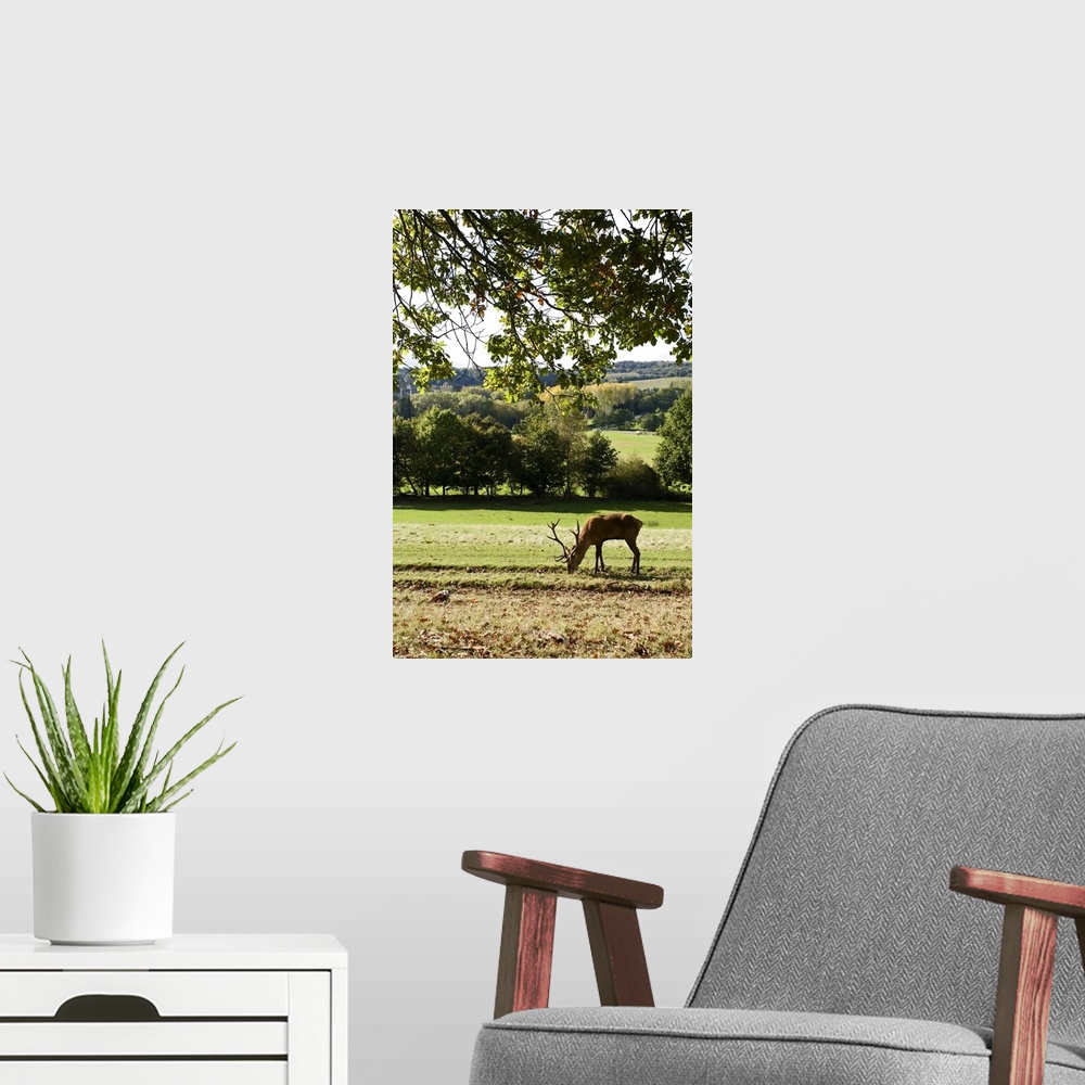A modern room featuring Red Deer (Cervus elephas) under oak tree in the British Countryside