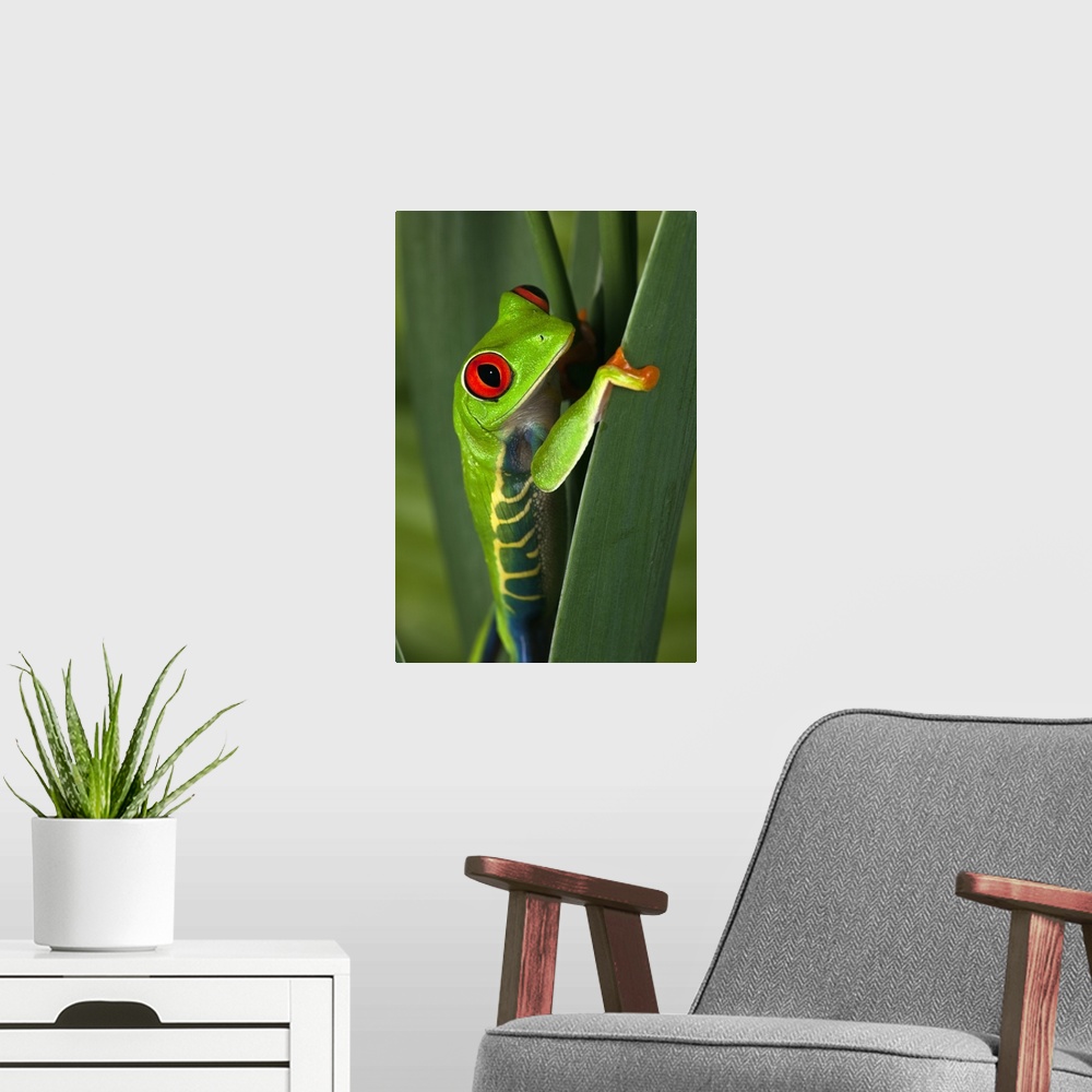 A modern room featuring Red eyed tree frog, Agalychnis callidryas