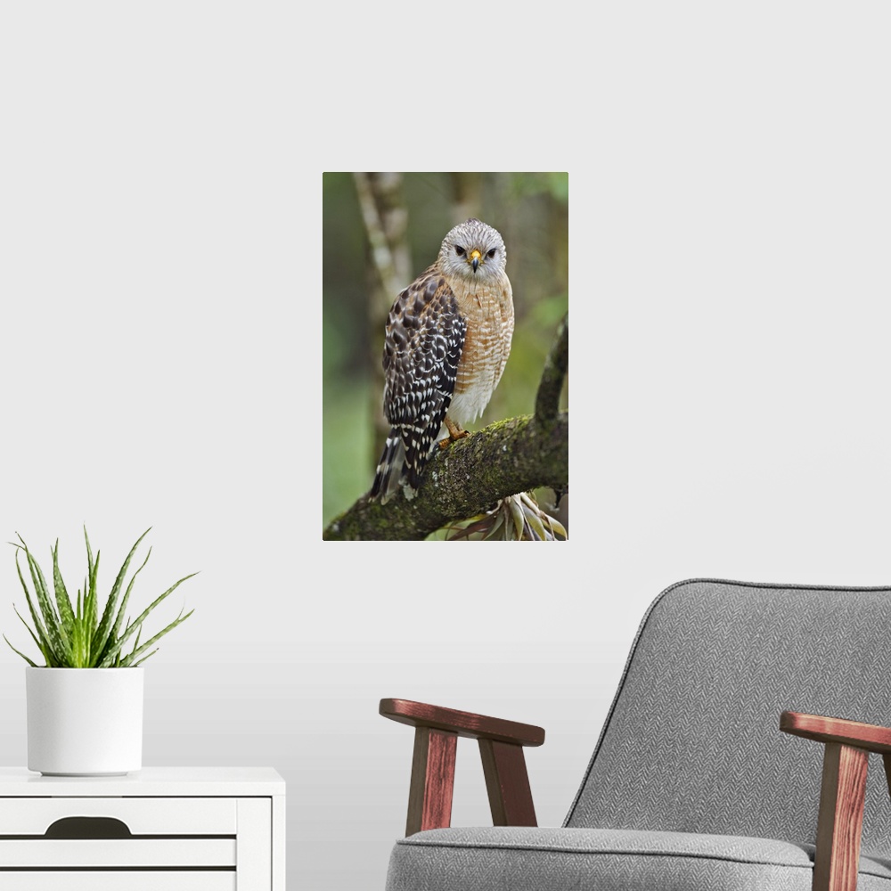 A modern room featuring Red-shouldered Hawk, Buteo lineatus, Corkscrew Swamp Sanctuary, Naples, Florida.