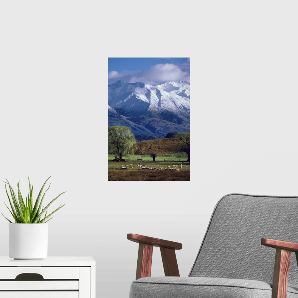 A modern room featuring Sheep graze beneath the snow-capped Harris Mountains near the town of Wanaka on the South Island ...