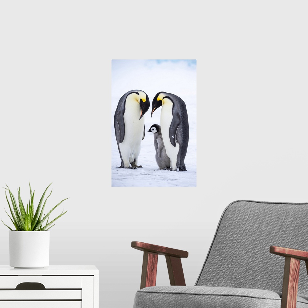 A modern room featuring Snow Hill Island, Antarctica, Emperor Penguins Nestling And Bonding With Their Chick