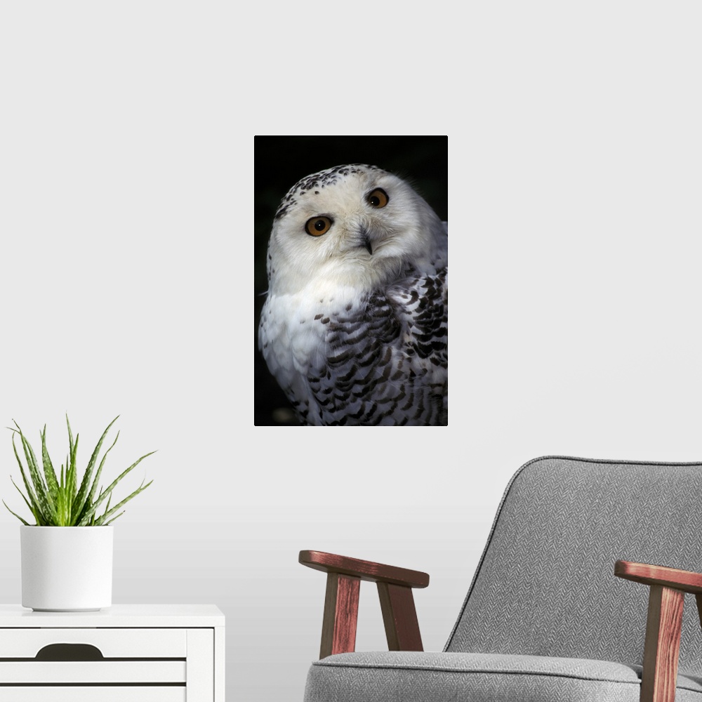 A modern room featuring Snowy Owl