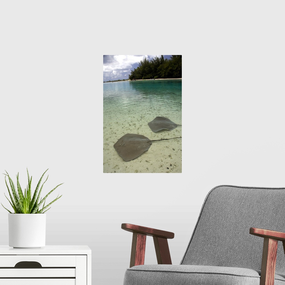 A modern room featuring South Pacific, French Polynesia, Moorea. Stingrays in clear shallow lagoon.
