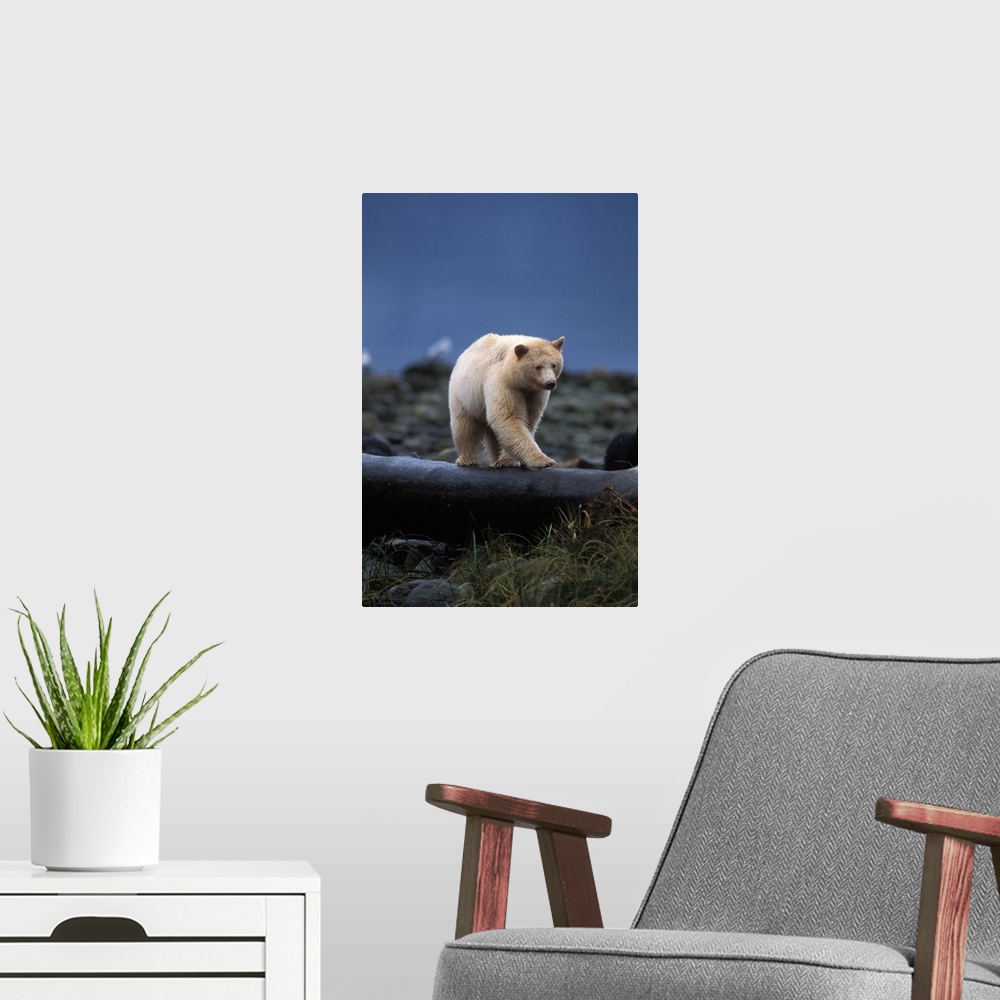 A modern room featuring spirit bear, kermode, black bear, Ursus americanus, sow walking on a log at high tide, along the ...