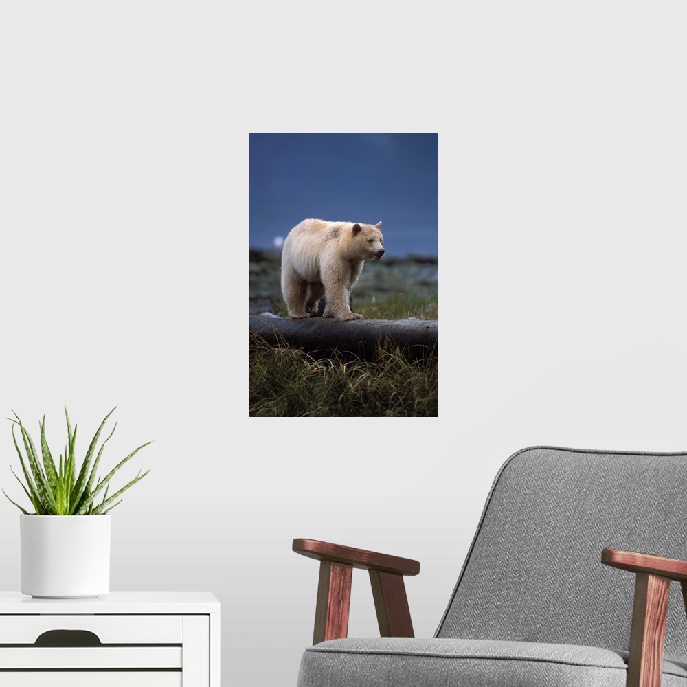 A modern room featuring spirit bear, kermode, black bear, Ursus americanus, sow with cub walking along a log, central Bri...