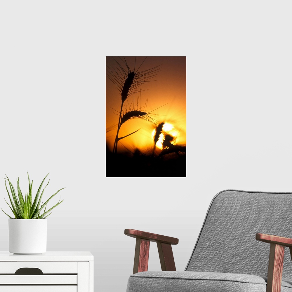 A modern room featuring Sun creates silhouettes of wheat plants at sunset