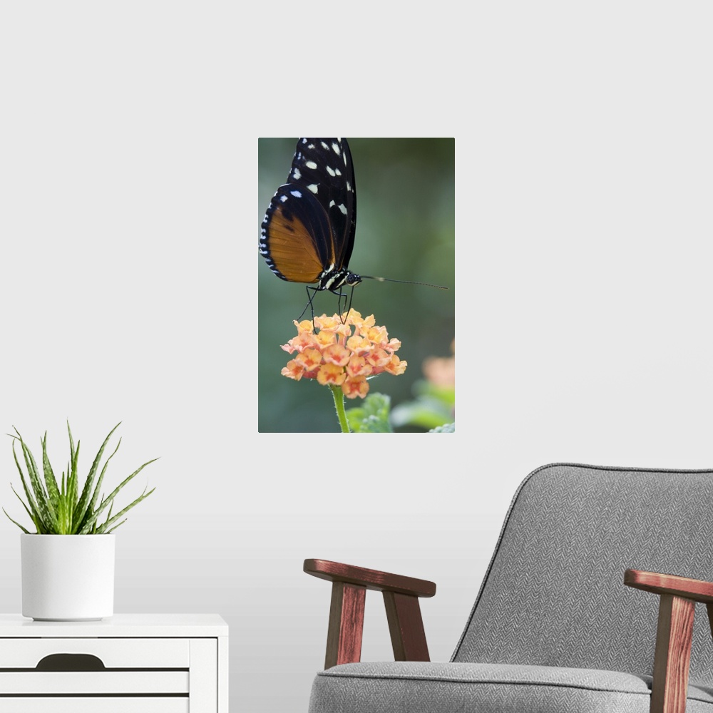 A modern room featuring North America, USA, Georgia, Pine Mountain. Tiger Longwing butterfly.