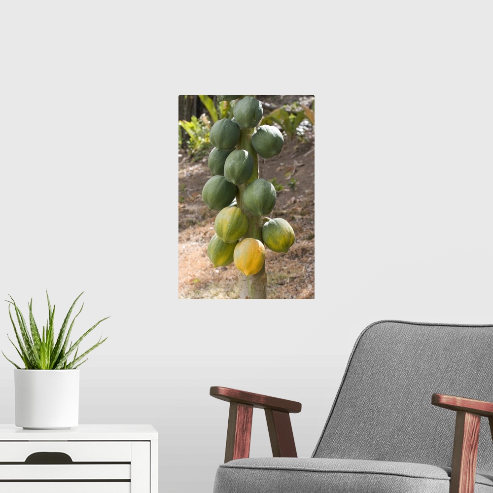 A modern room featuring Caribbean - Tobago - Fruit hanging on tree on Little Tobago Island.