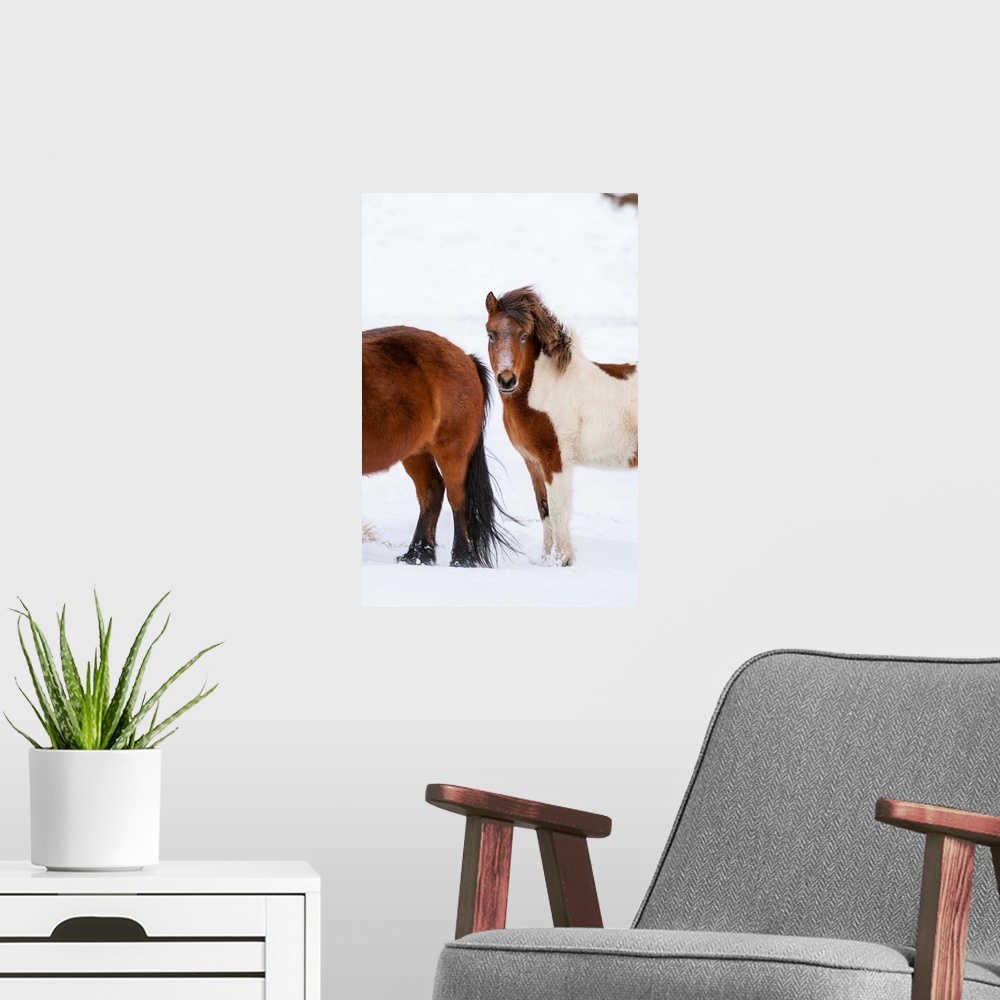 A modern room featuring Traditional Icelandic Horse with typical winter coat. Iceland.