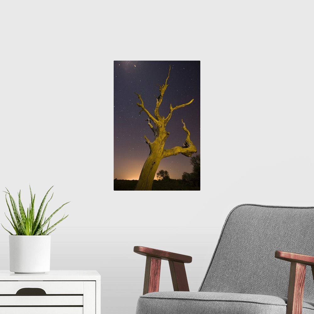 A modern room featuring Tree, stars, and nightfall, Coastal Bend, Texas.